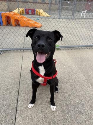 Enlarge Snugglesaurus, a Adoptable mixed breed in Westland, MI image 3/3