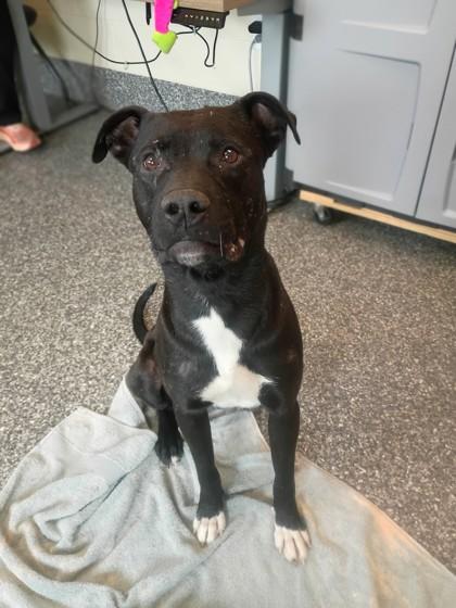 Snugglesaurus, a Adoptable mixed breed in Westland, MI image 2/3