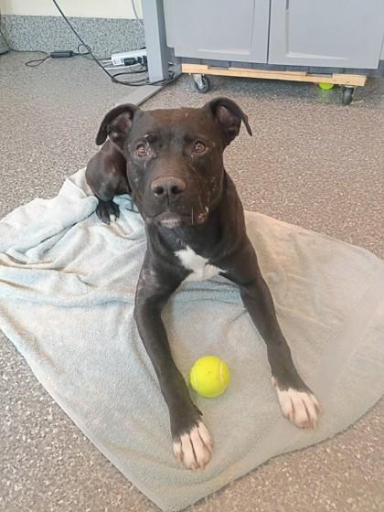 Snugglesaurus, a Adoptable mixed breed in Westland, MI image 3/3
