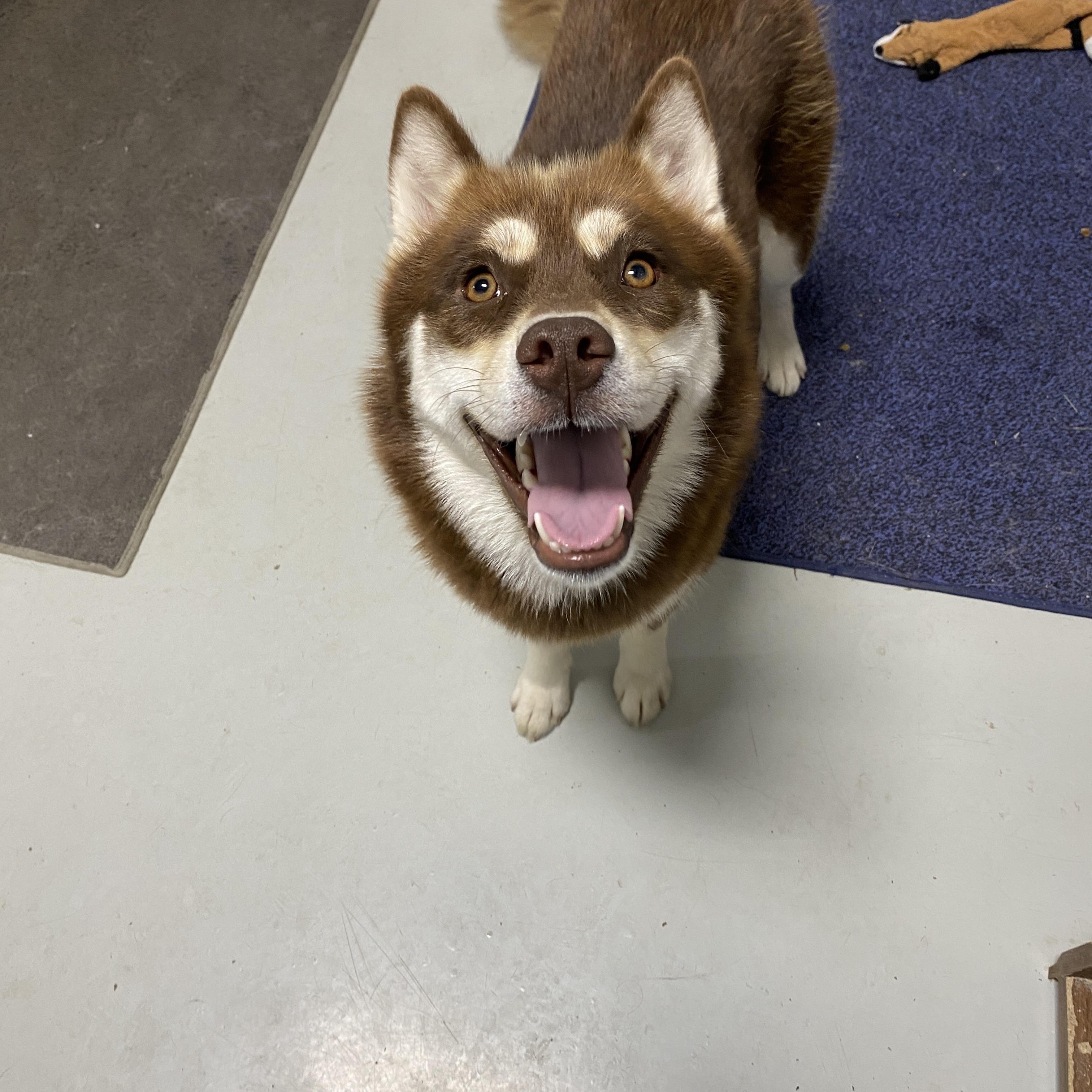 Echo, Adoptable, Adult Female Pomsky.
