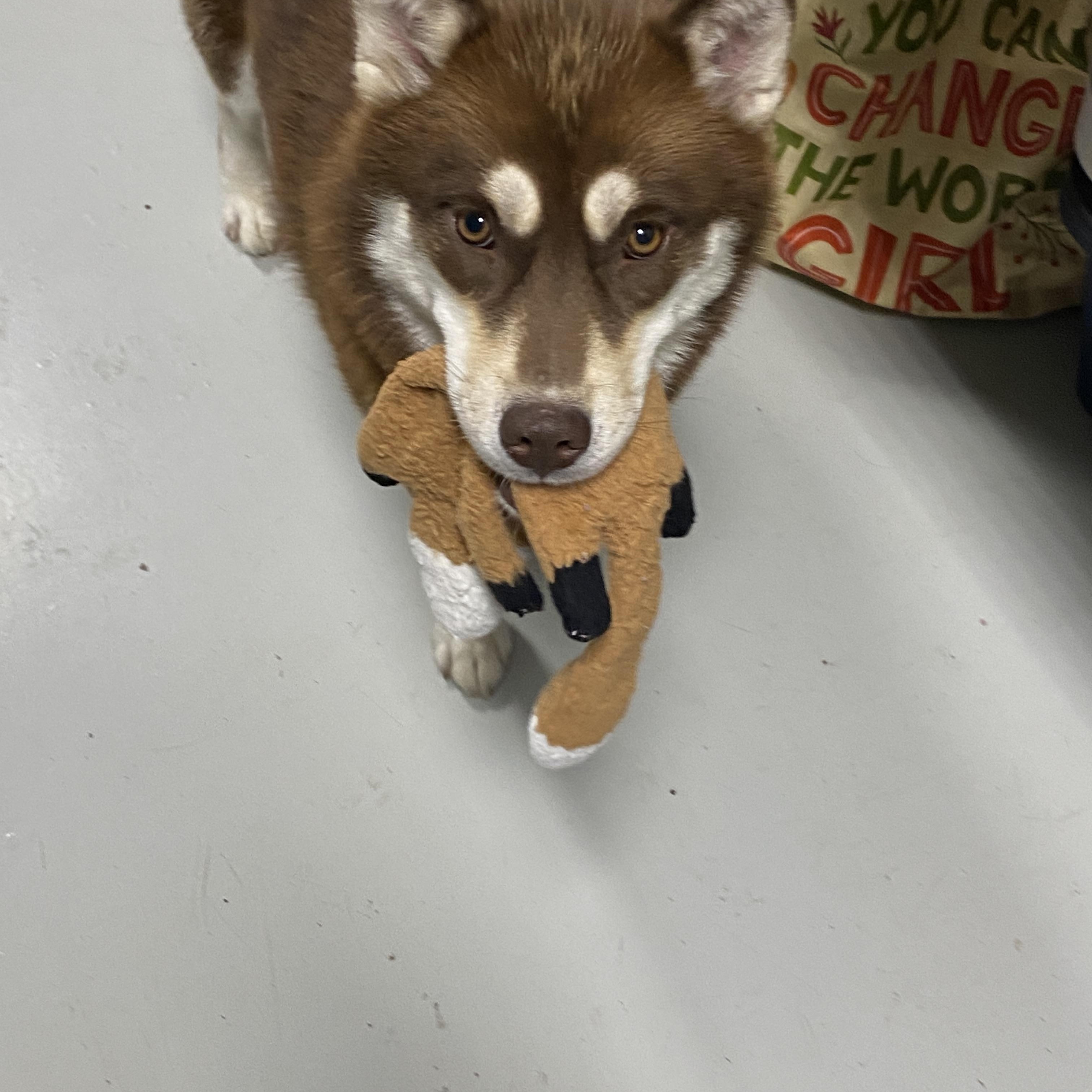 Enlarge Echo, a Adoptable Pomsky in Stormville, NY image 4/6