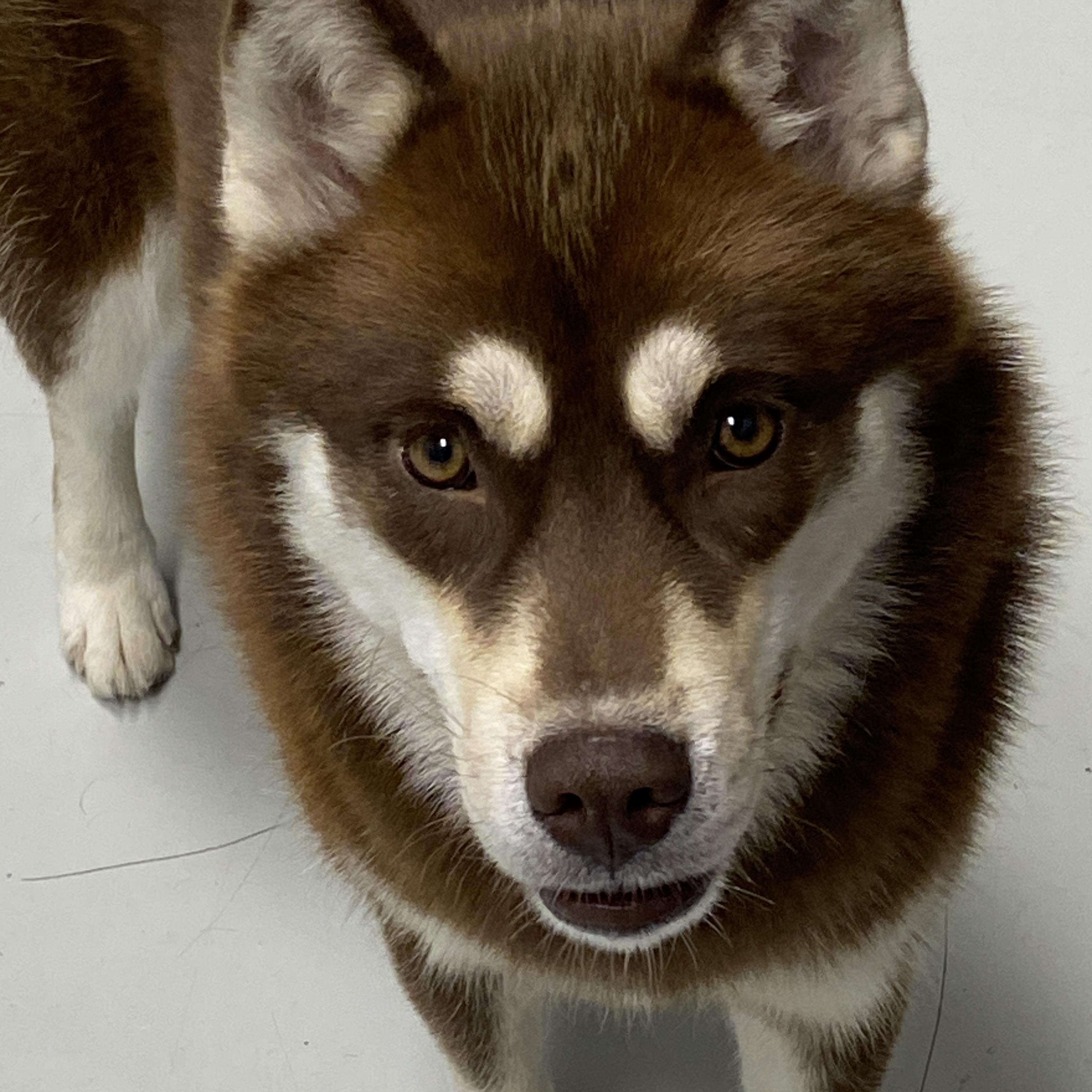 Enlarge Echo, a Adoptable Pomsky in Stormville, NY image 6/6