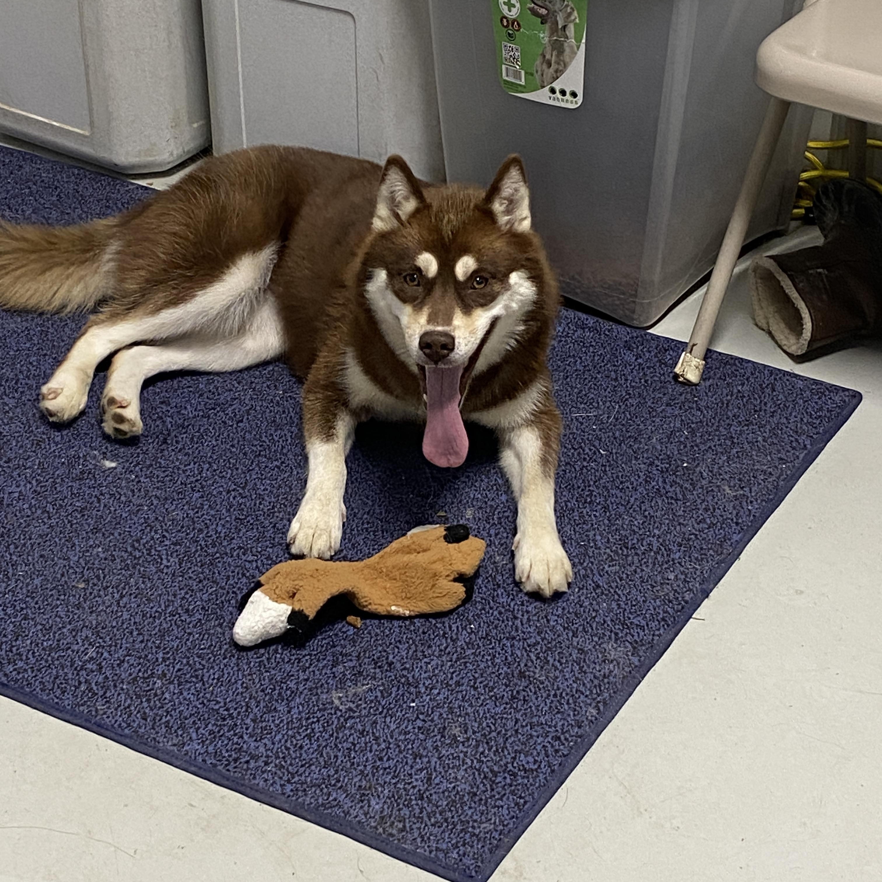 Enlarge Echo, a Adoptable Pomsky in Stormville, NY image 3/6