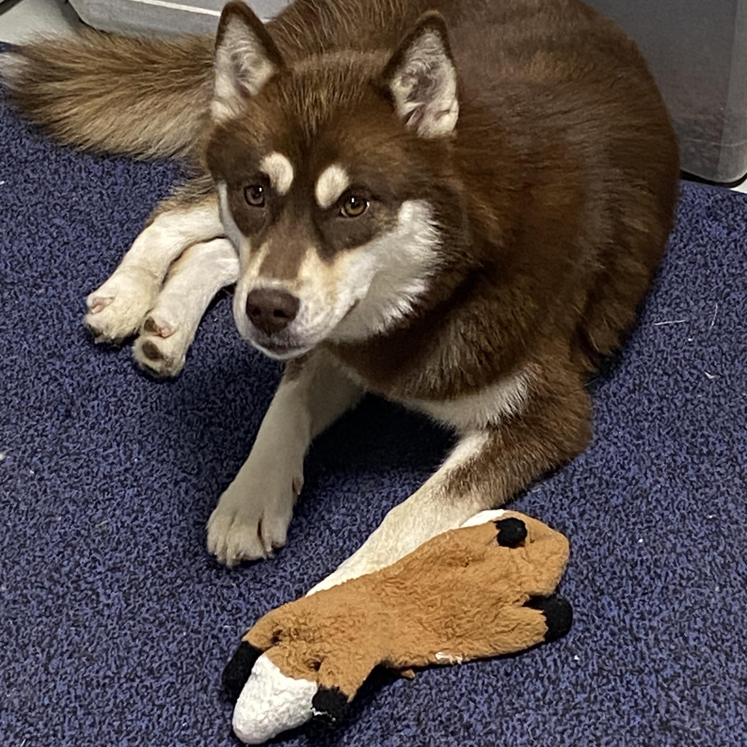 Enlarge Echo, a Adoptable Pomsky in Stormville, NY image 2/6