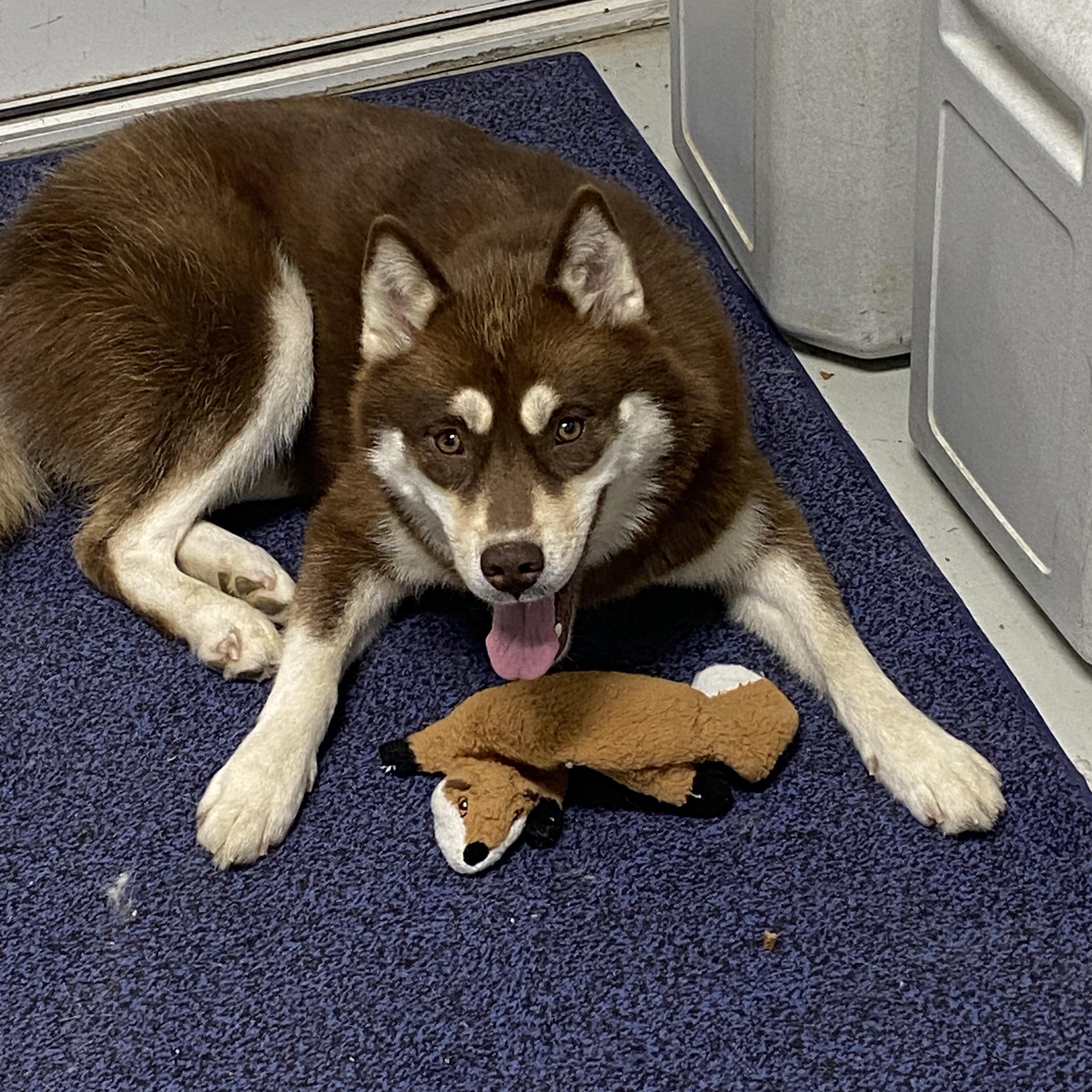 Enlarge Echo, a Adoptable Pomsky in Stormville, NY image 5/6