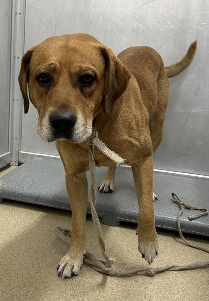 Budro — thumbnail 2