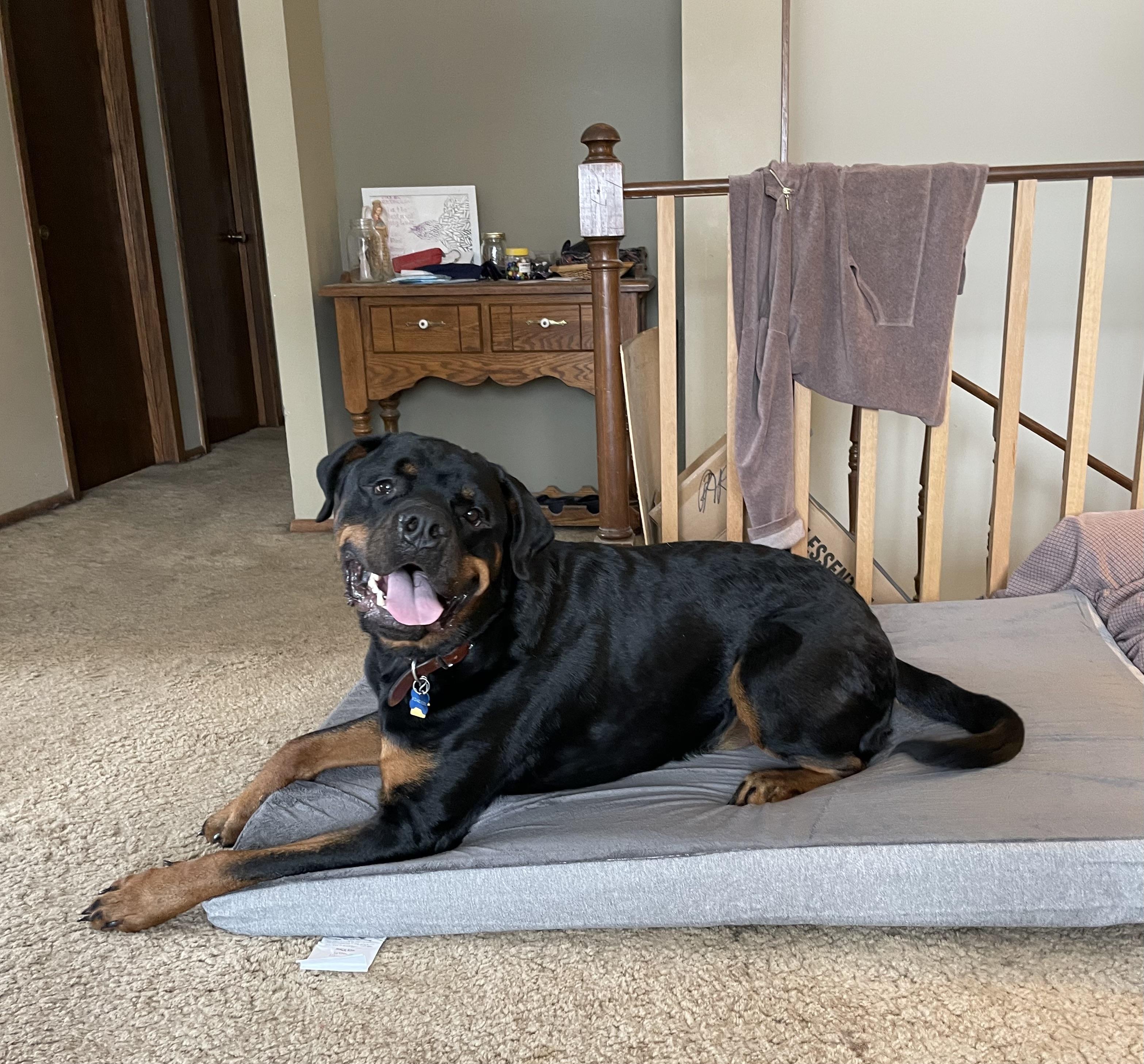 Enlarge Chester, a Adopted Rottweiler in Cologne, MN image 3/3