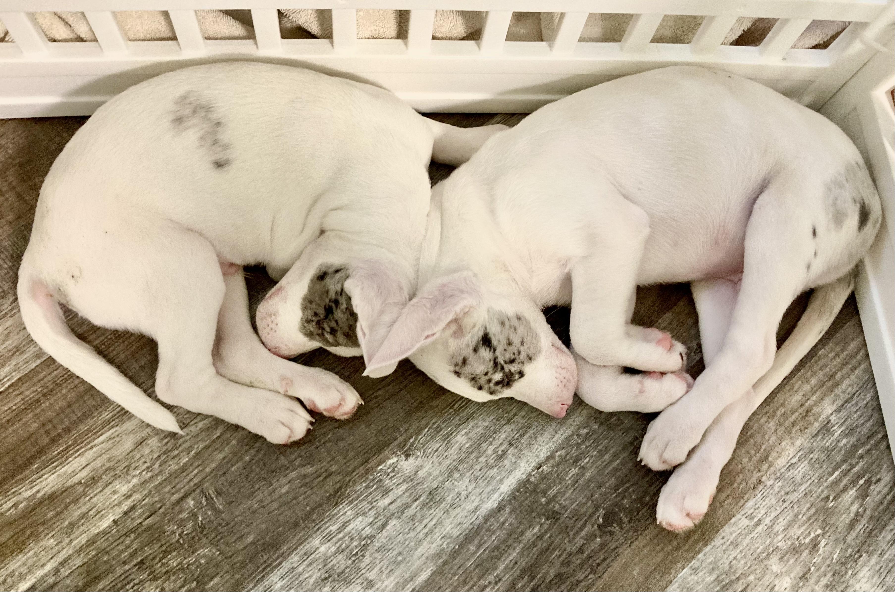 Lurch, an adopted mixed breed in St. Ignace, MI image 3/3