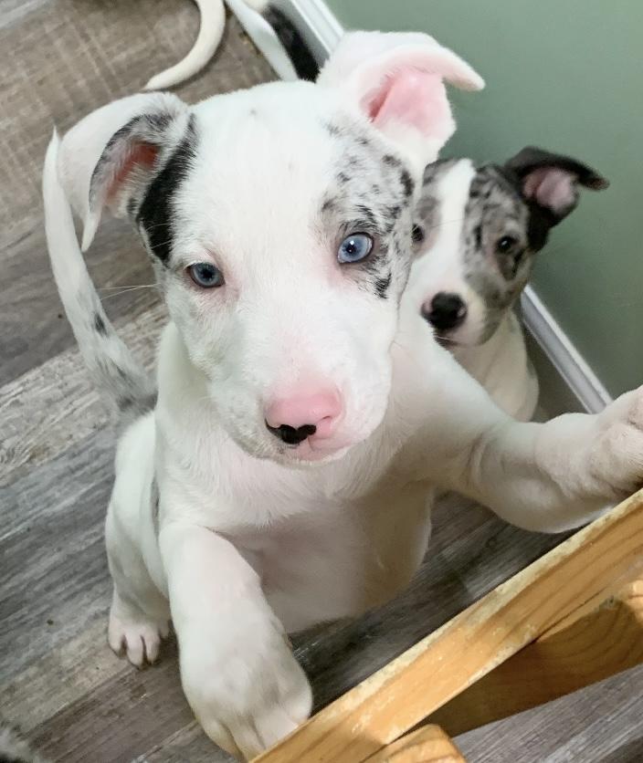 Lurch, an adopted mixed breed in St. Ignace, MI image 2/3