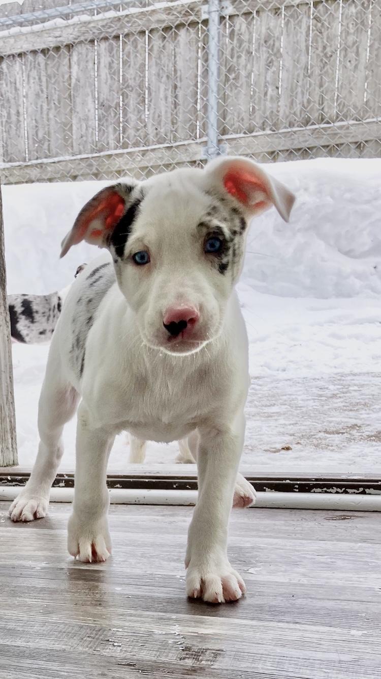 Lurch, adopted, Puppy Male Australian Shepherd.