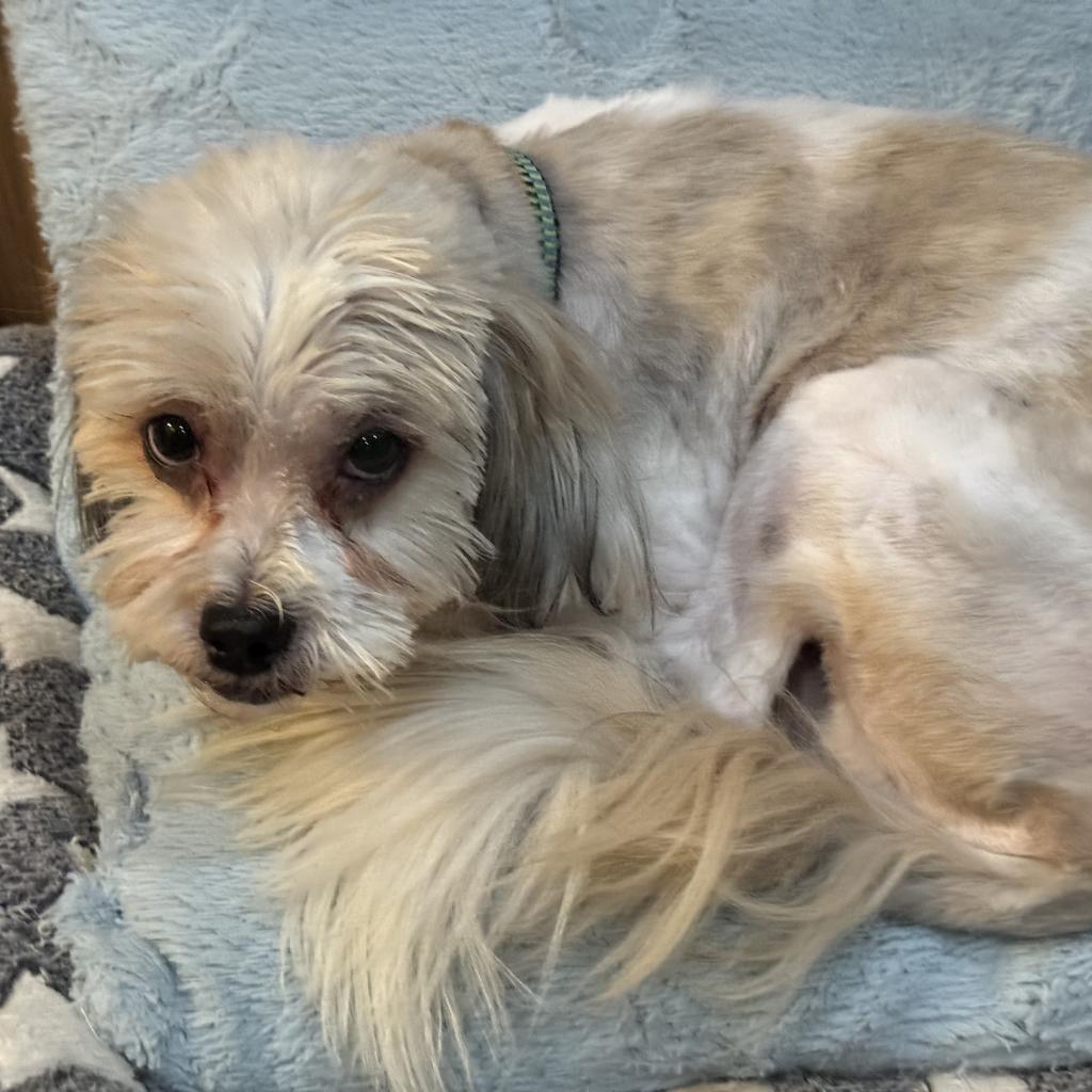 Petie, Adoptable, Senior Male Lhasa Apso & Poodle.