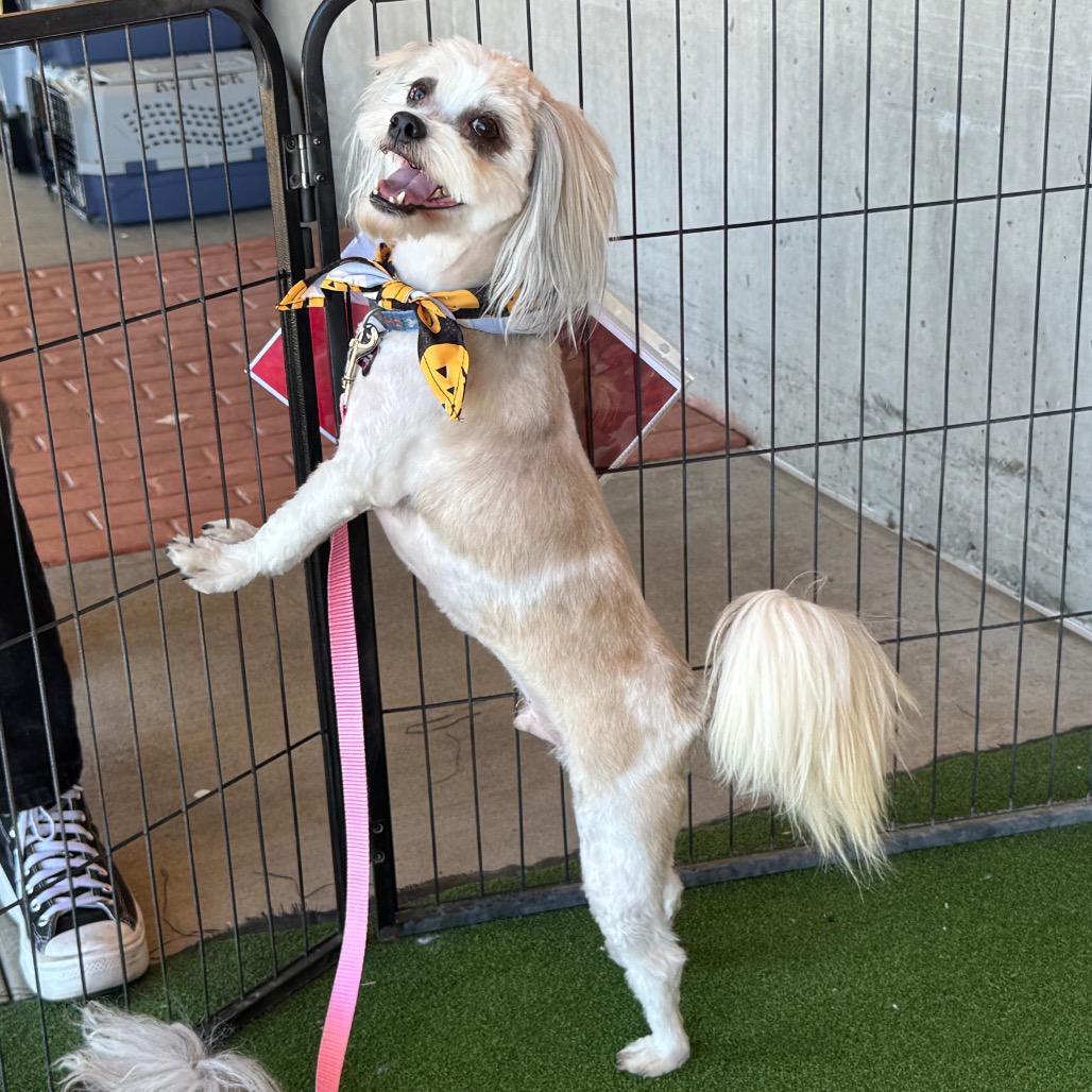 Enlarge Petie, a Adoptable mixed breed in Phoenix, AZ image 2/4