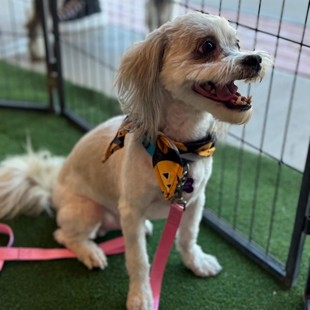 Enlarge Petie, a Adoptable mixed breed in Phoenix, AZ image 3/4