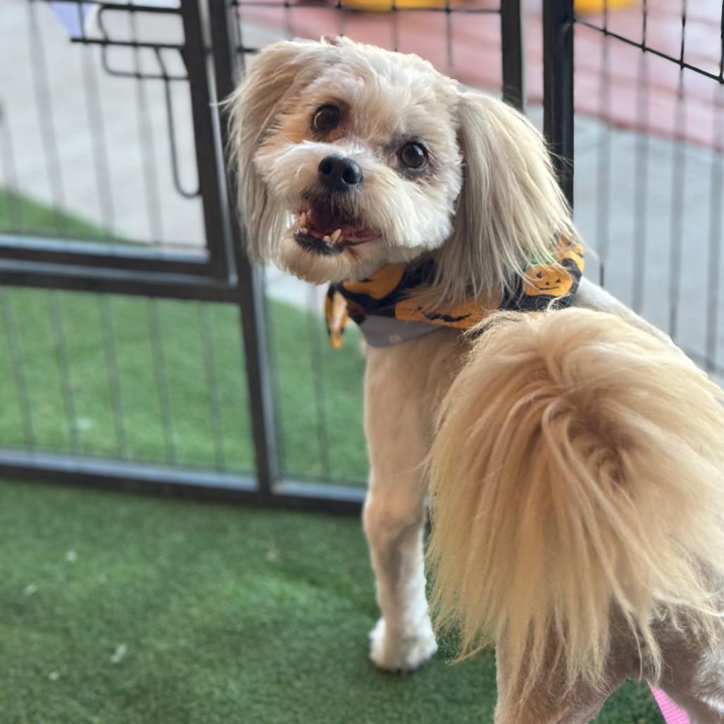 Enlarge Petie, a Adoptable mixed breed in Phoenix, AZ image 4/4