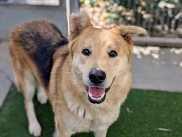 REMY, Adoptable, Adult Male German Shepherd Dog.