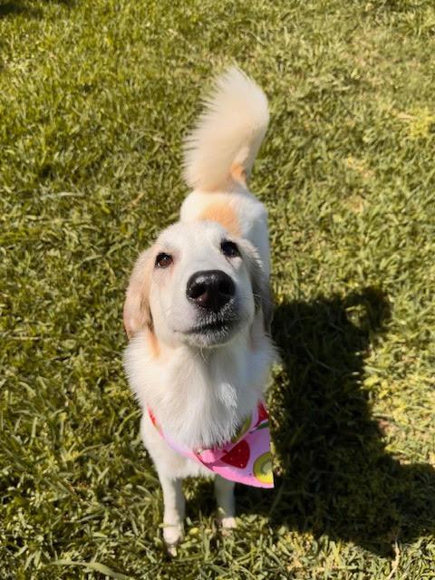 Heaven, Adopted, Young Female Great Pyrenees.
