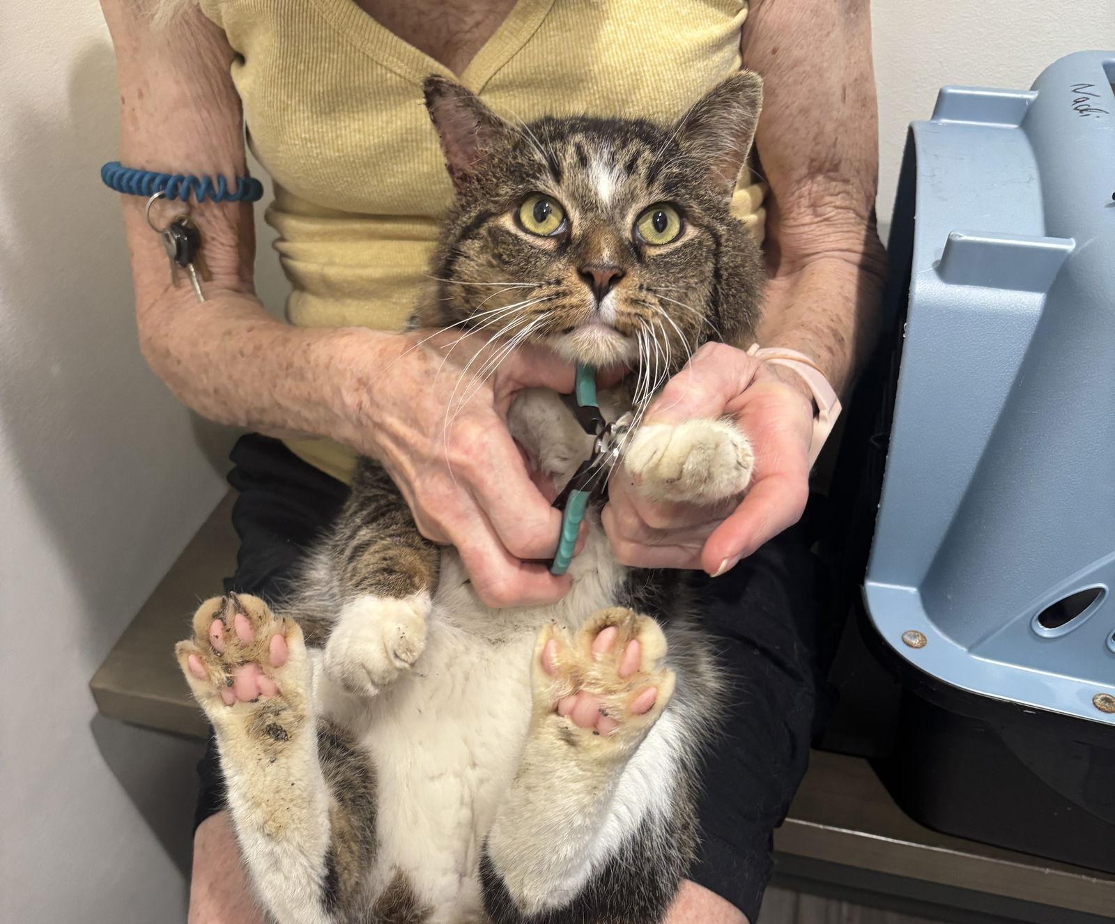 Enlarge Arnie, a Adoptable Domestic Short Hair in Walled Lake, MI image 2/3