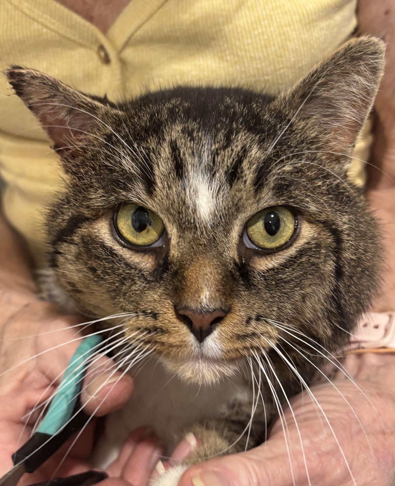 Enlarge Arnie, a Adoptable Domestic Short Hair in Walled Lake, MI image 3/3