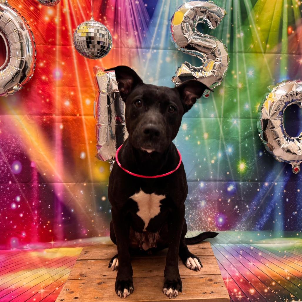 Enlarge Astrid, a Adoptable Terrier in Merritt Island, FL image 1/4