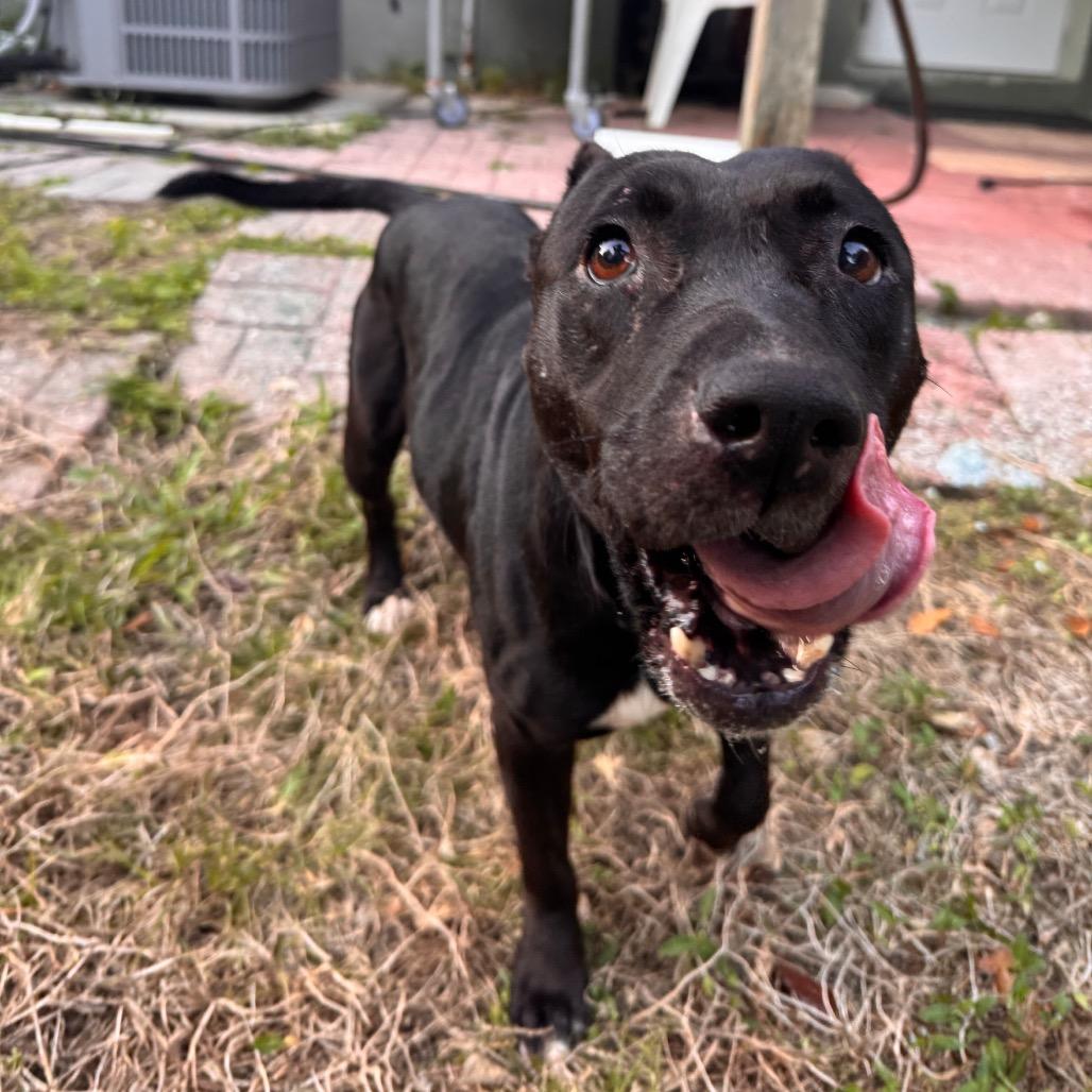 Enlarge Astrid, a Adoptable Terrier in Merritt Island, FL image 2/4
