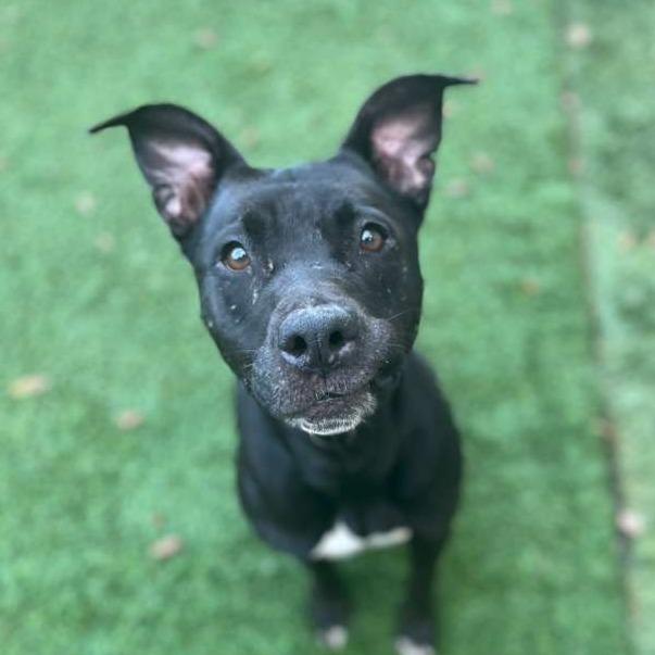 Enlarge Astrid, a Adoptable Terrier in Merritt Island, FL image 3/4