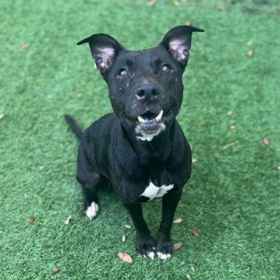 Enlarge Astrid, a Adoptable Terrier in Merritt Island, FL image 4/4