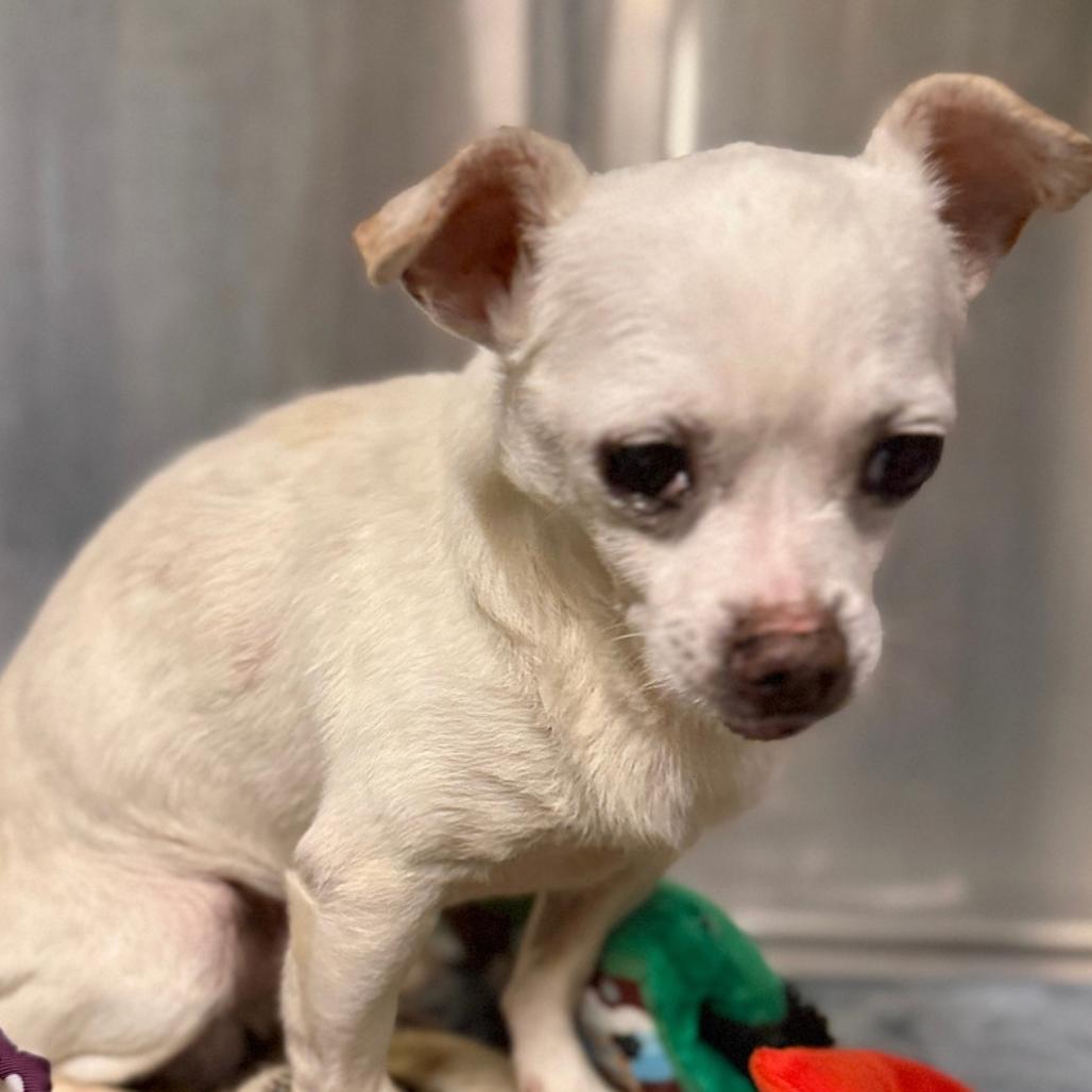 Clarence, a Adoptable Chihuahua in Hudson, IL image 1/2