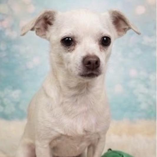 Clarence, a Adoptable Chihuahua in Hudson, IL image 2/2