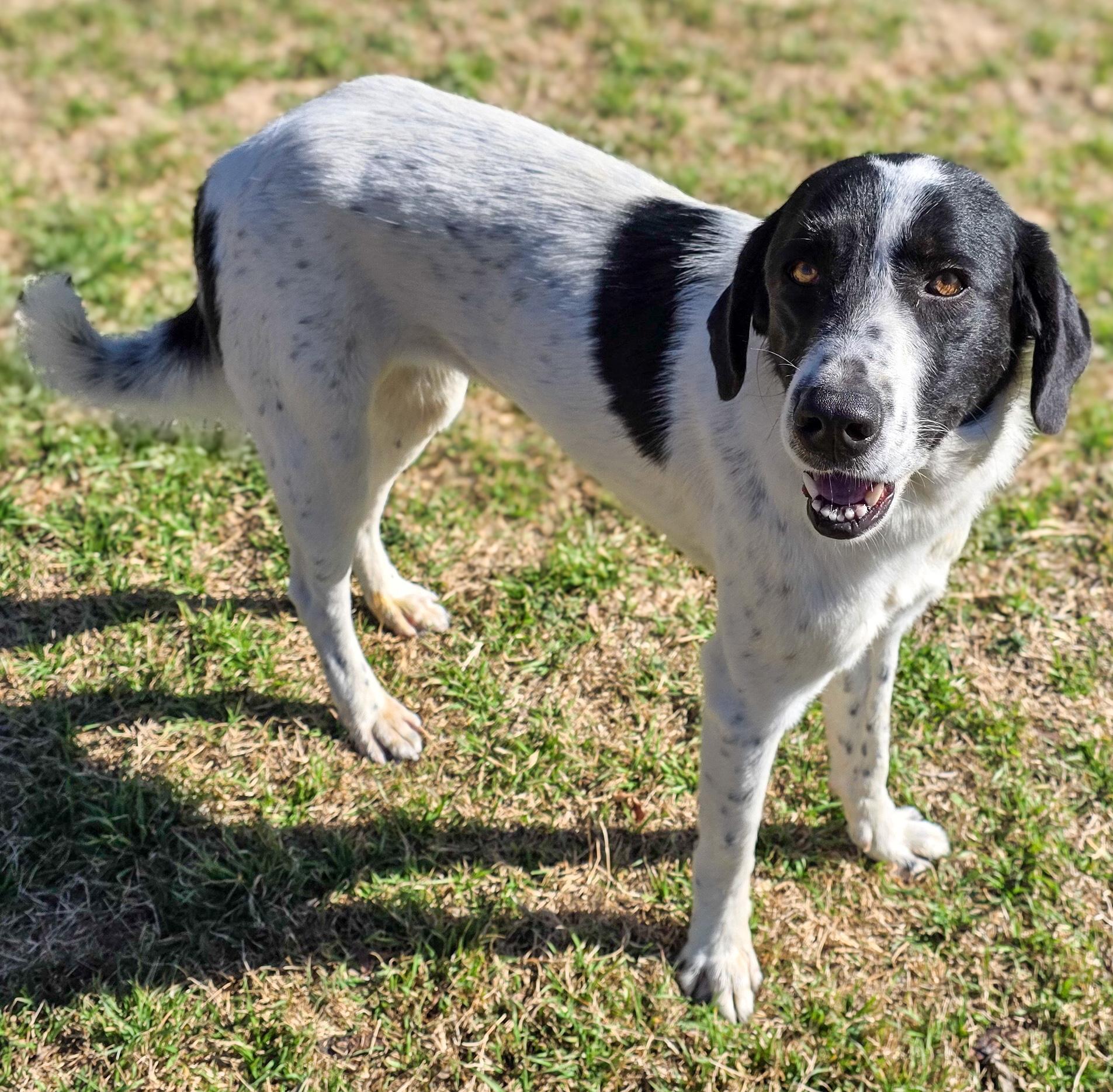Ladybug , a Adoptable mixed breed in Belle Plaine, MN image 3/6