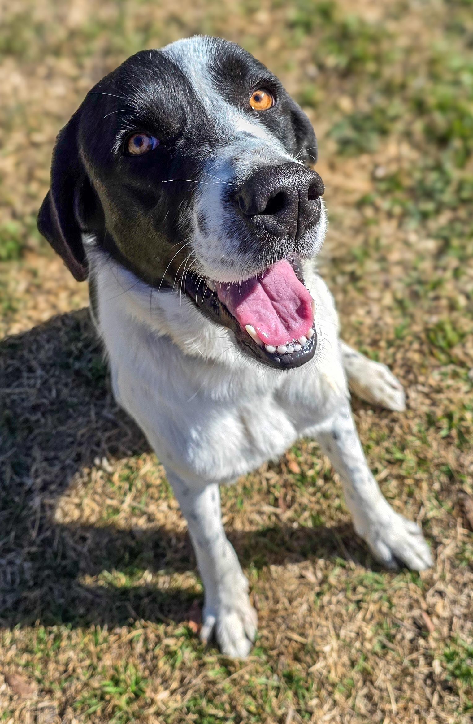 Ladybug , a Adoptable mixed breed in Belle Plaine, MN image 2/6