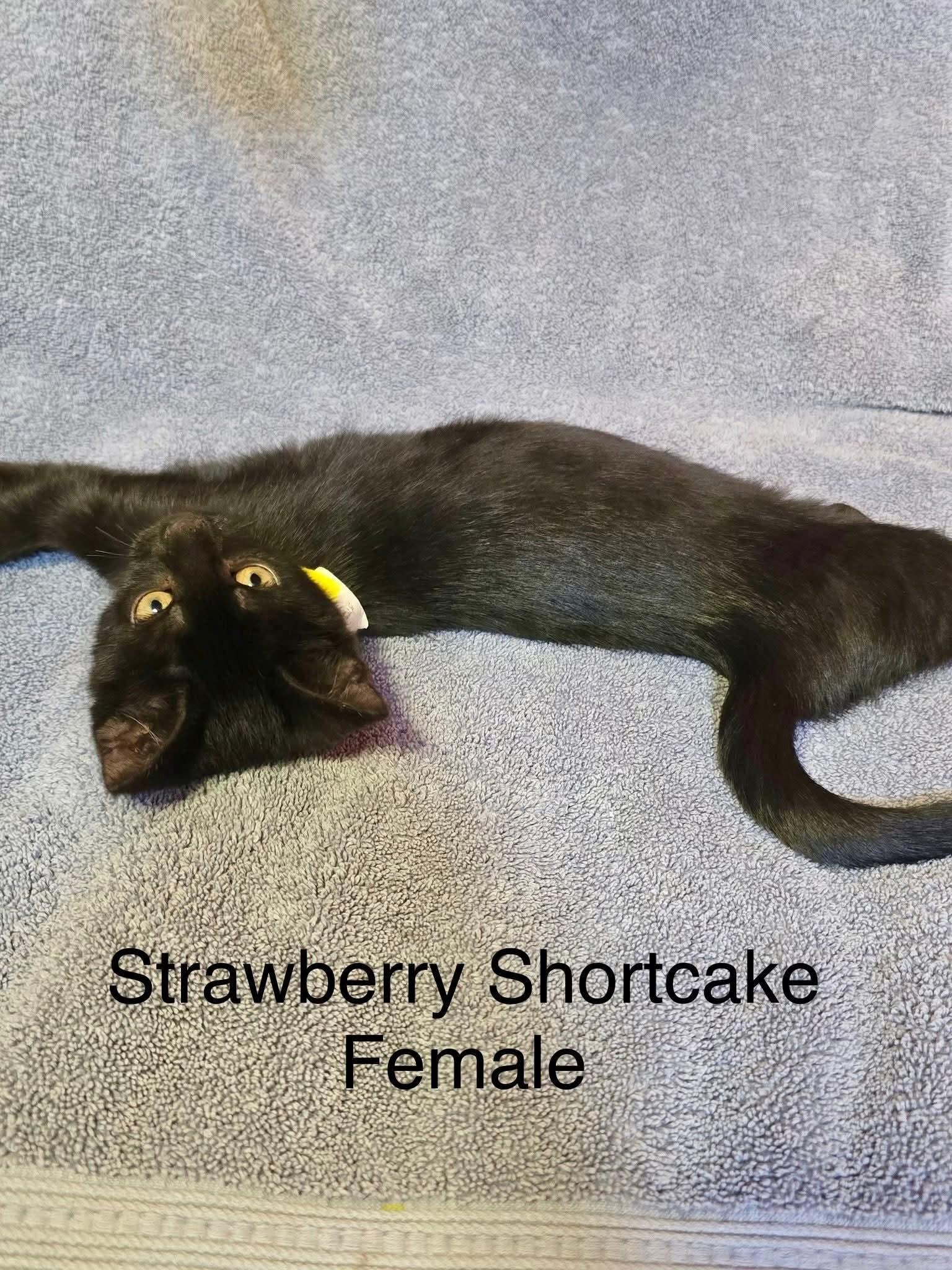 Strawberry Shortcake, Adoptable, Kitten Female Domestic Short Hair.