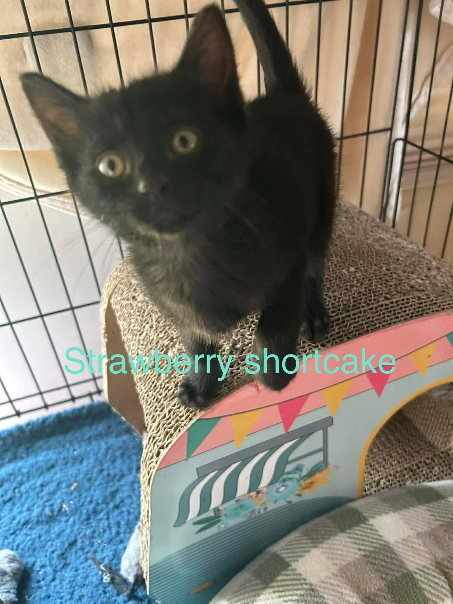Enlarge Strawberry Shortcake, a Adoptable Domestic Short Hair in hinckley, IL image 2/2