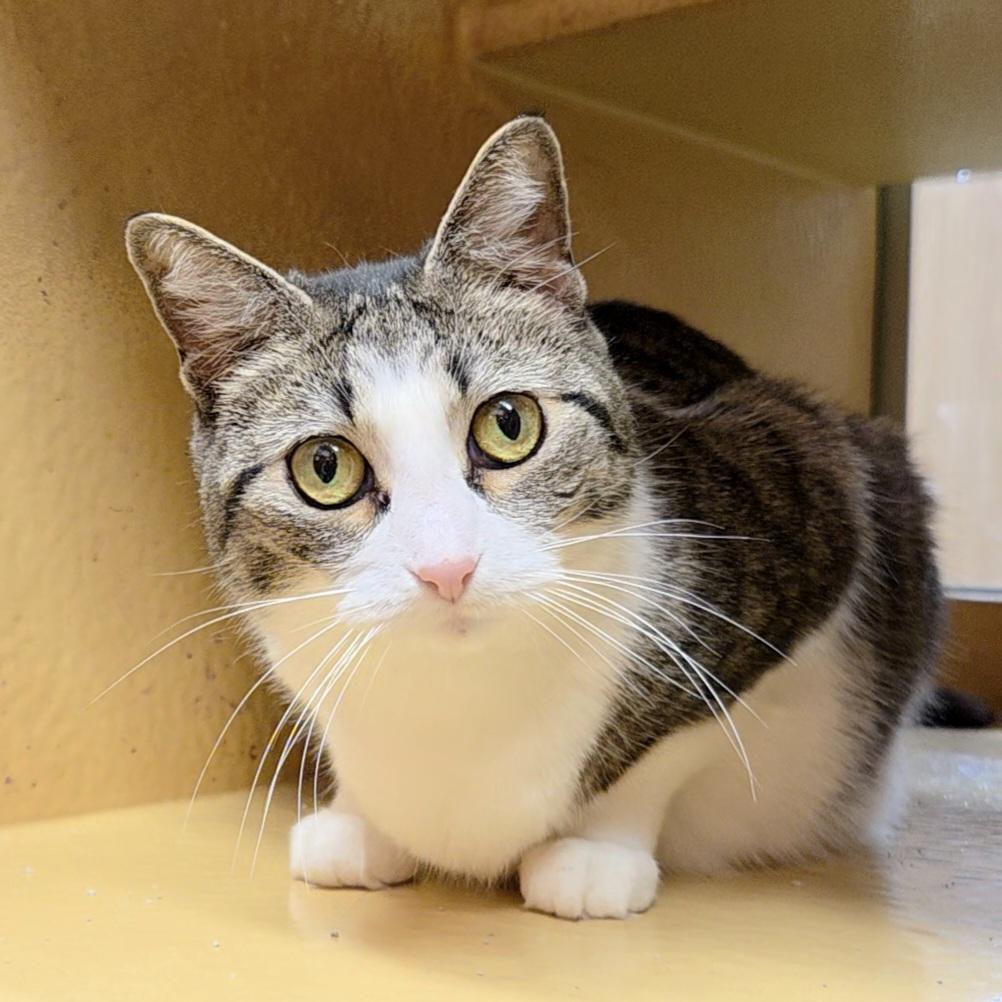 Daisy, Adult Female Domestic Short Hair