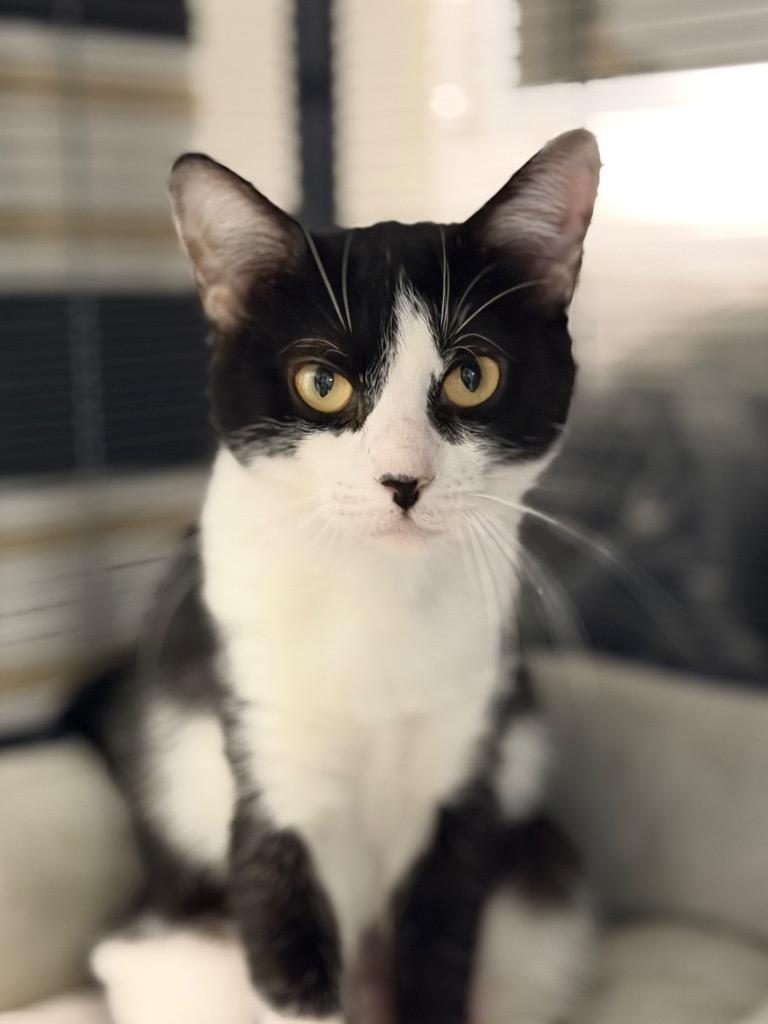 Ouija, Adopted, Adult Female Domestic Short Hair.
