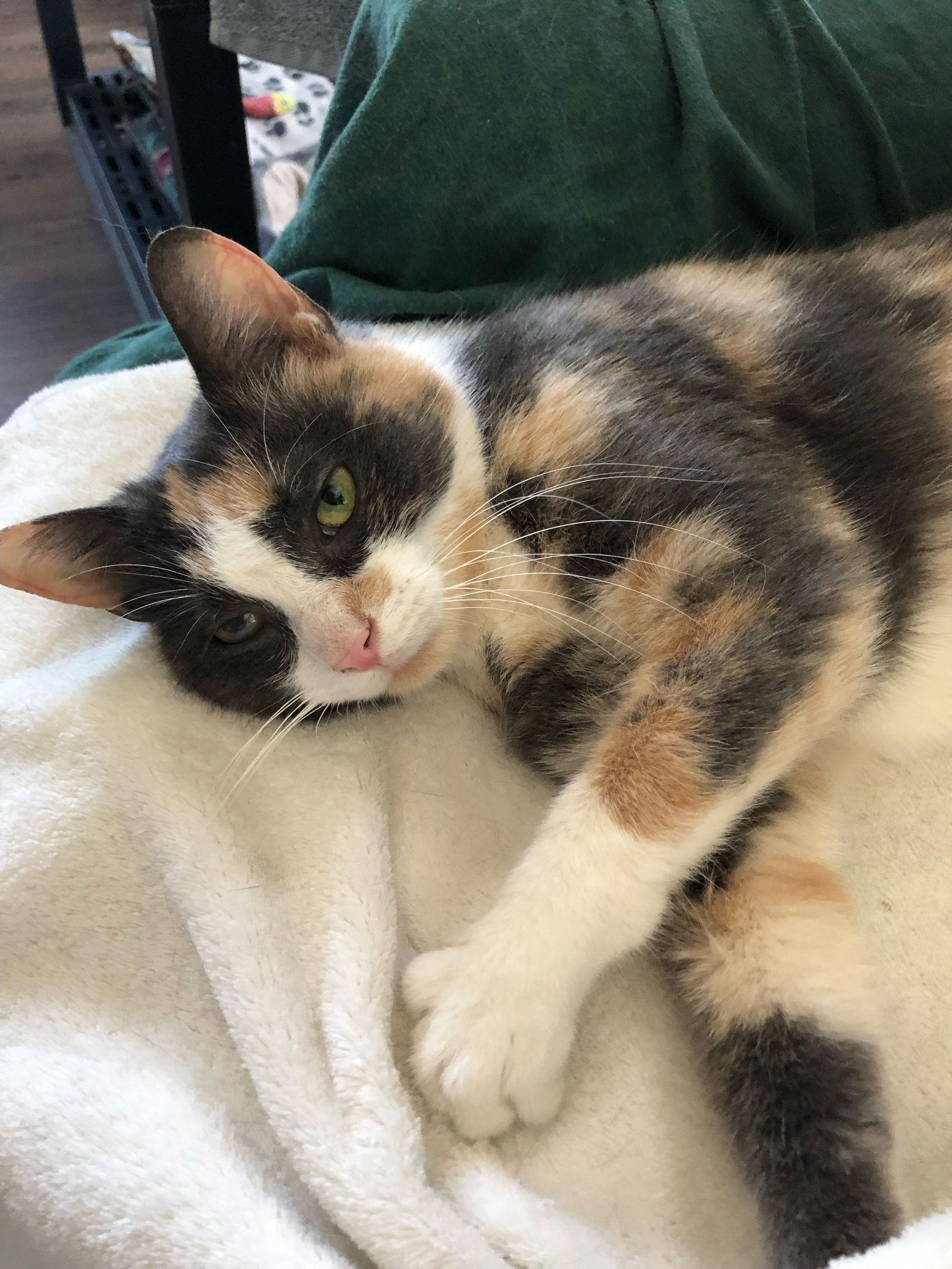 Buttercup, a Adopted mixed breed in Markham, ON image 1/3