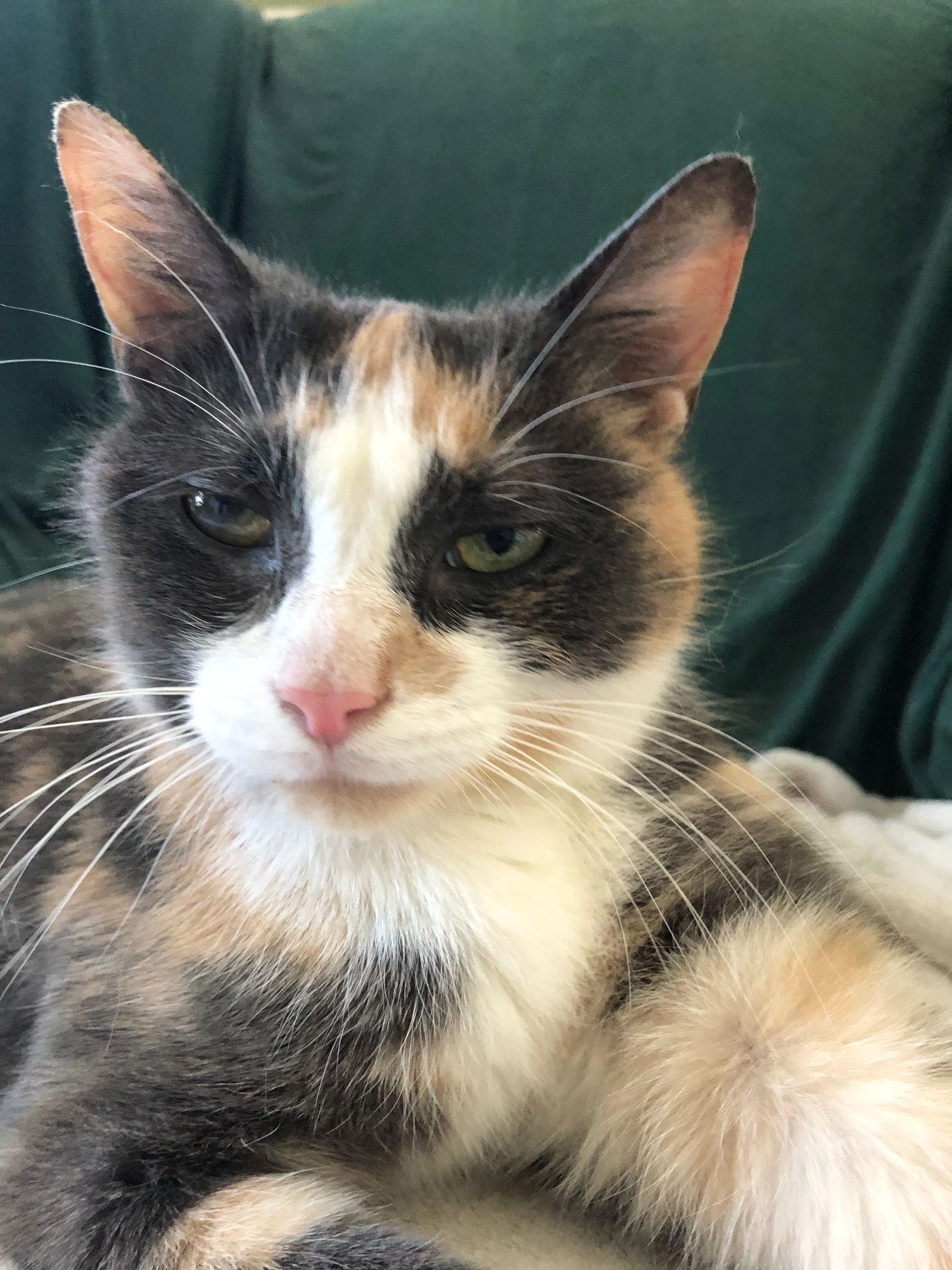 Buttercup, a Adopted mixed breed in Markham, ON image 2/3