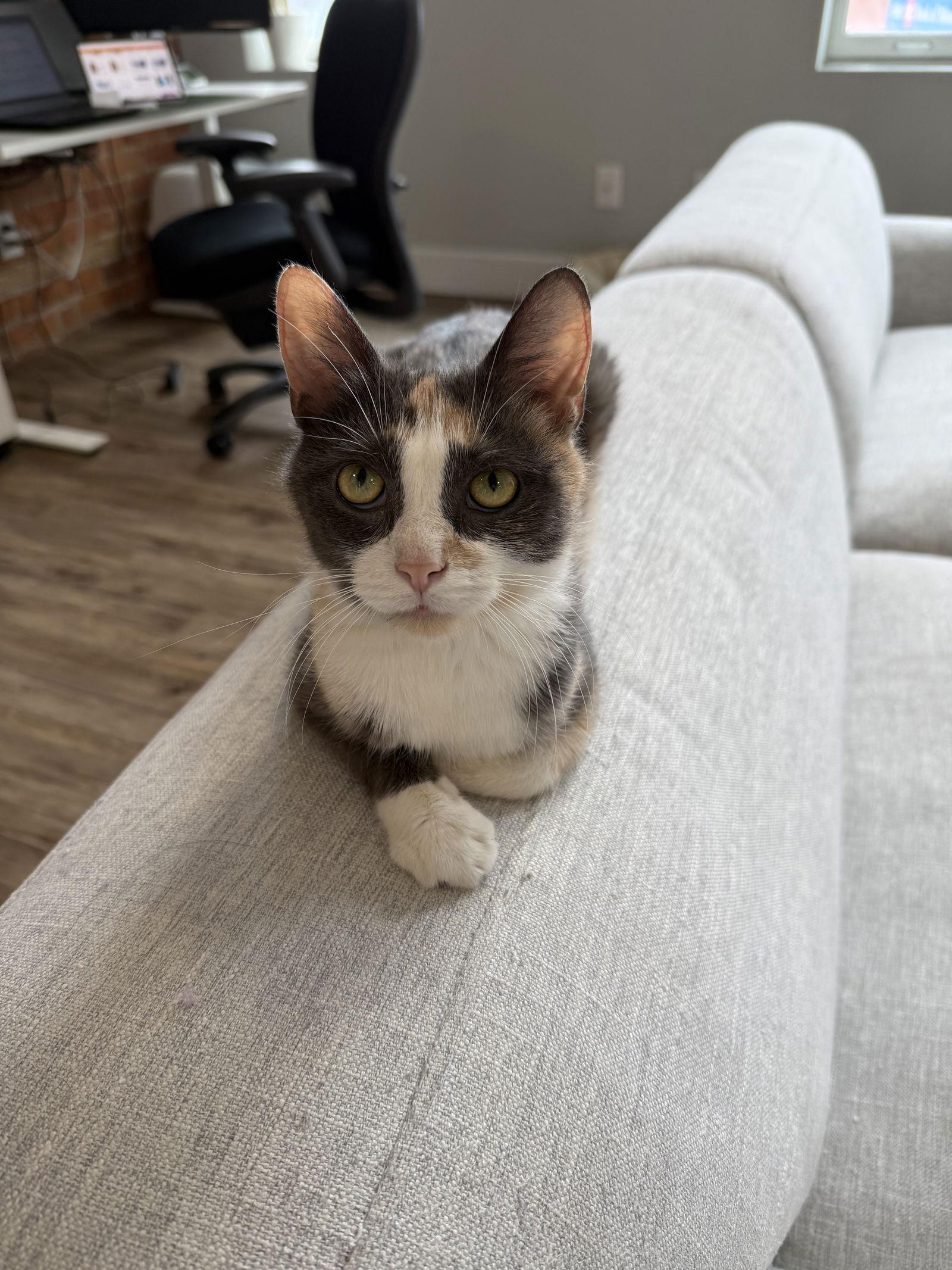 Buttercup, a Adopted mixed breed in Markham, ON image 3/3