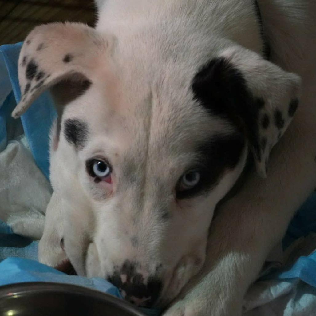 Spot KH, a Adoptable mixed breed in Springfield, MO image 6/6