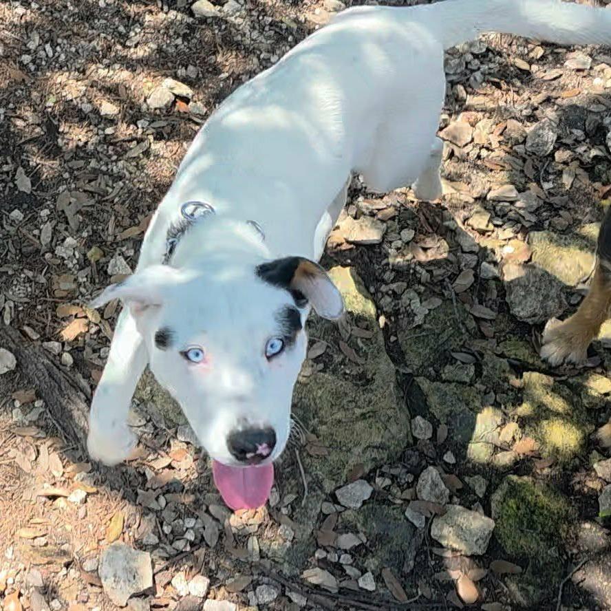 Spot KH, a Adoptable mixed breed in Springfield, MO image 3/6