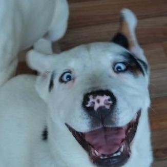Spot KH, a Adoptable mixed breed in Springfield, MO image 4/6