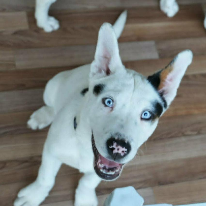 Spot KH, a Adoptable mixed breed in Springfield, MO image 1/6