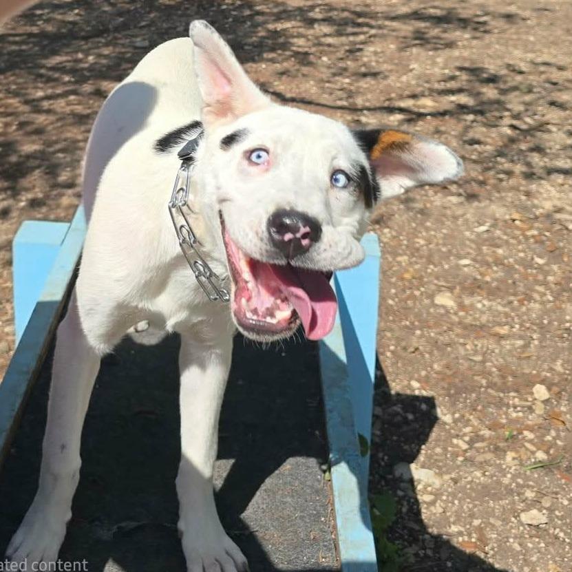 Spot KH, a Adoptable mixed breed in Springfield, MO image 2/6