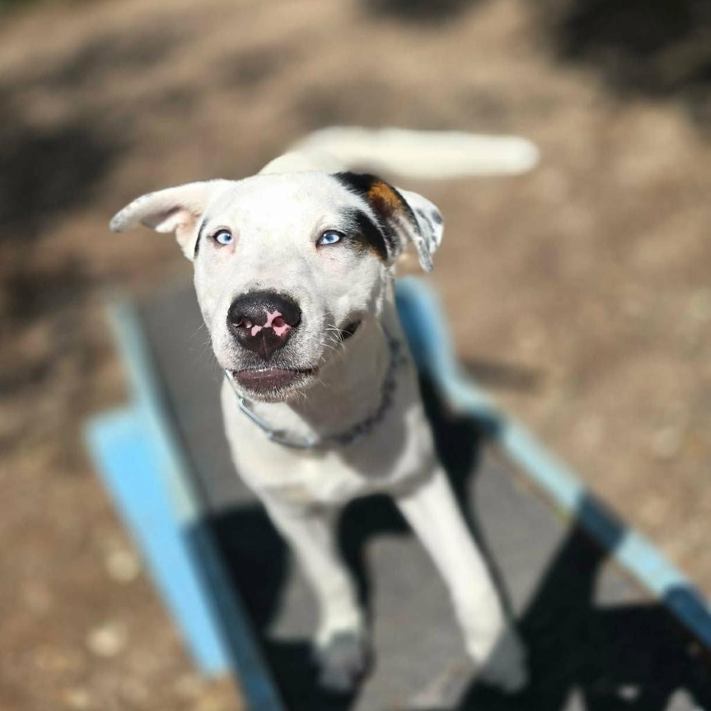 Spot KH, a Adoptable mixed breed in Springfield, MO image 5/6