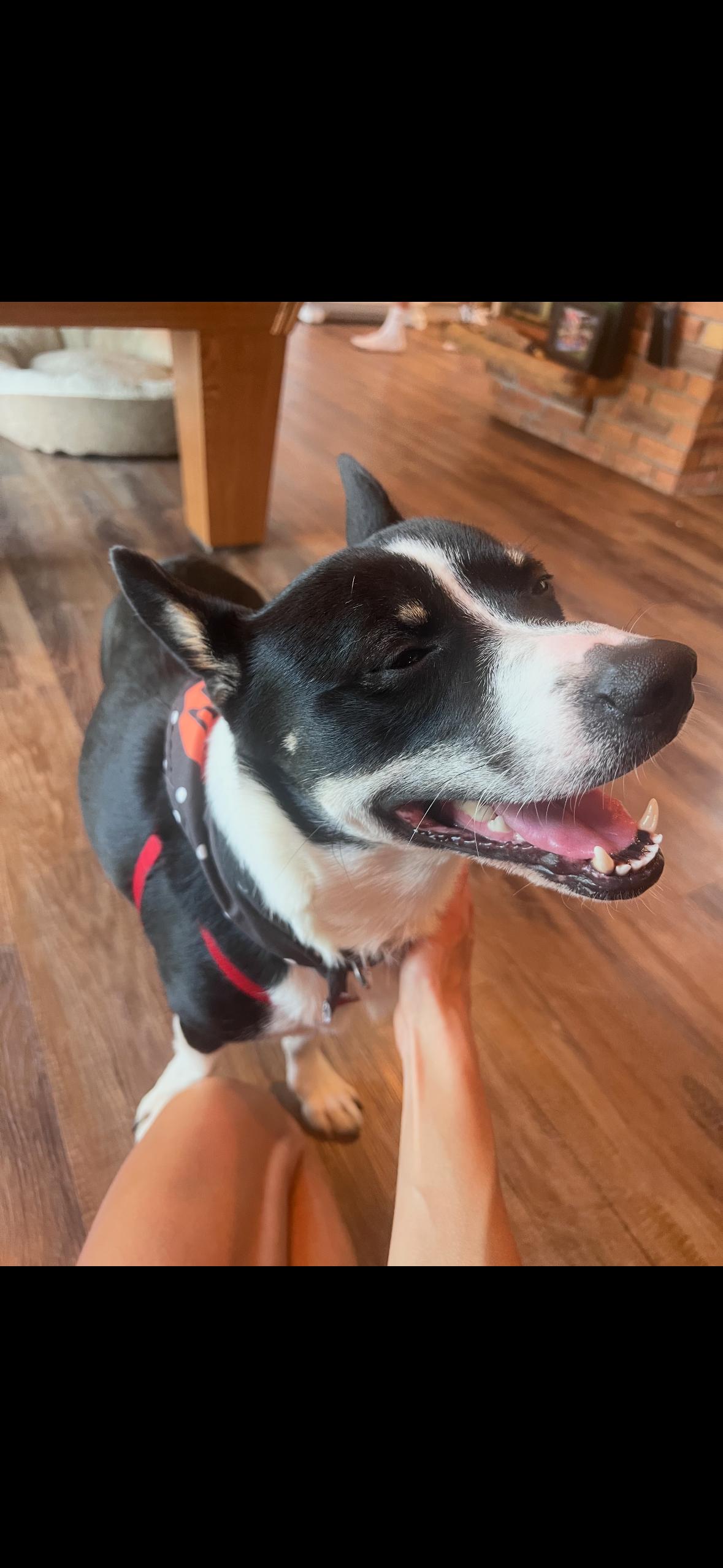 Manny, an adopted mixed breed in Farmington, MN image 3/5