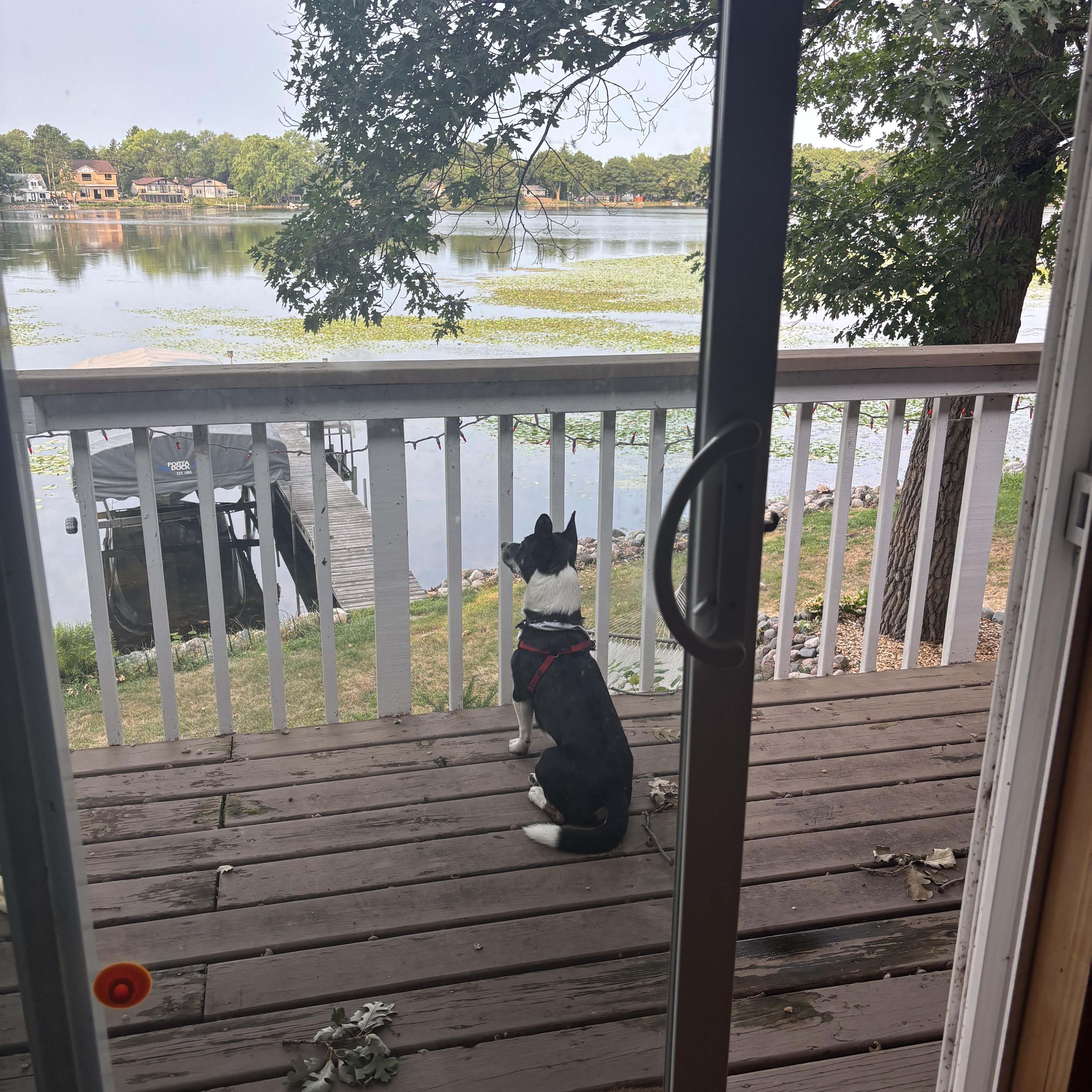 Manny, an adopted mixed breed in Farmington, MN image 2/5