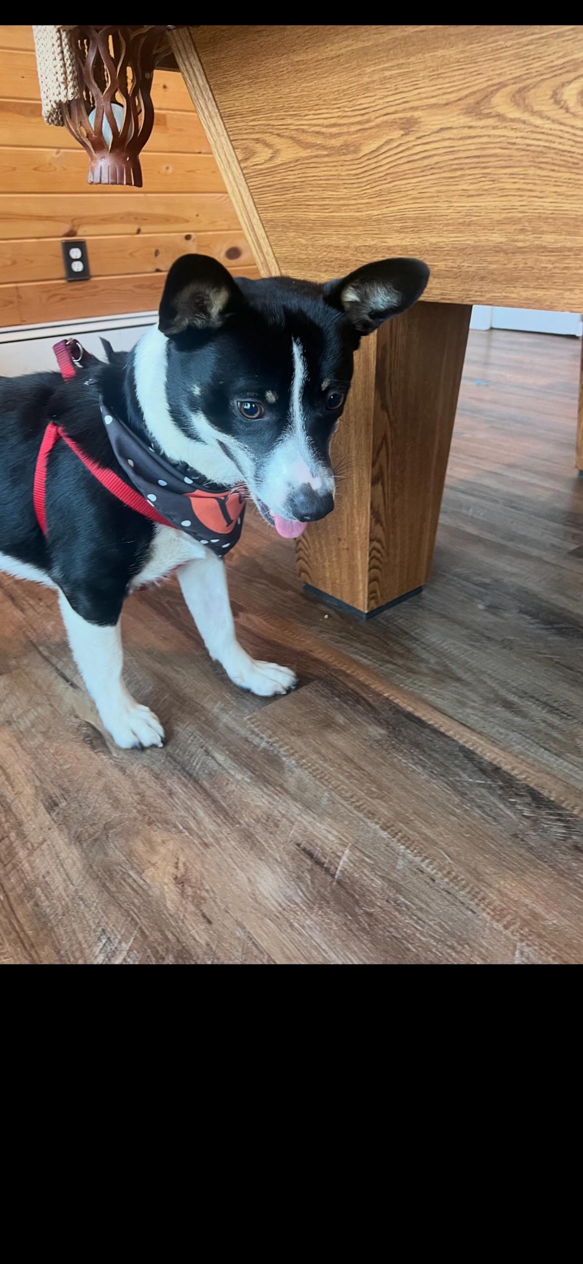 Manny, an adopted mixed breed in Farmington, MN image 5/5