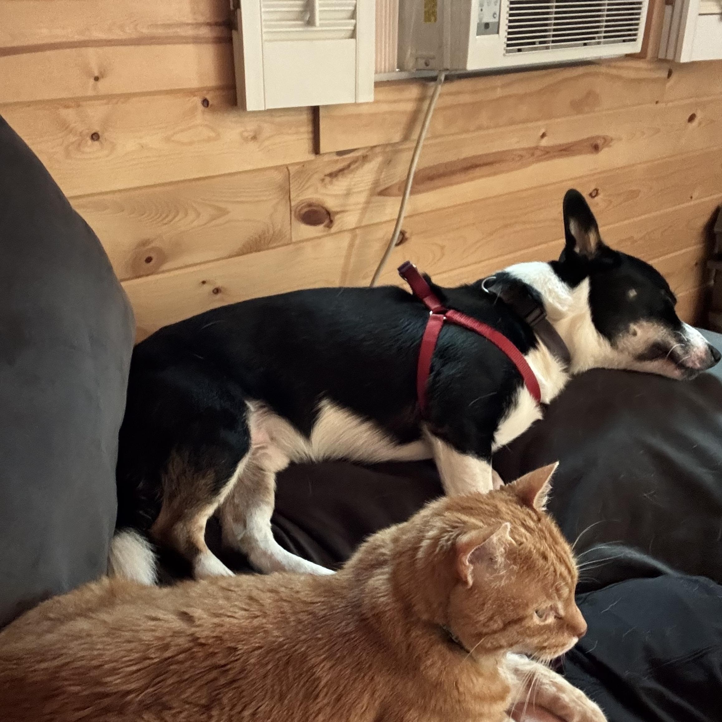 Manny, an adopted mixed breed in Farmington, MN image 4/5