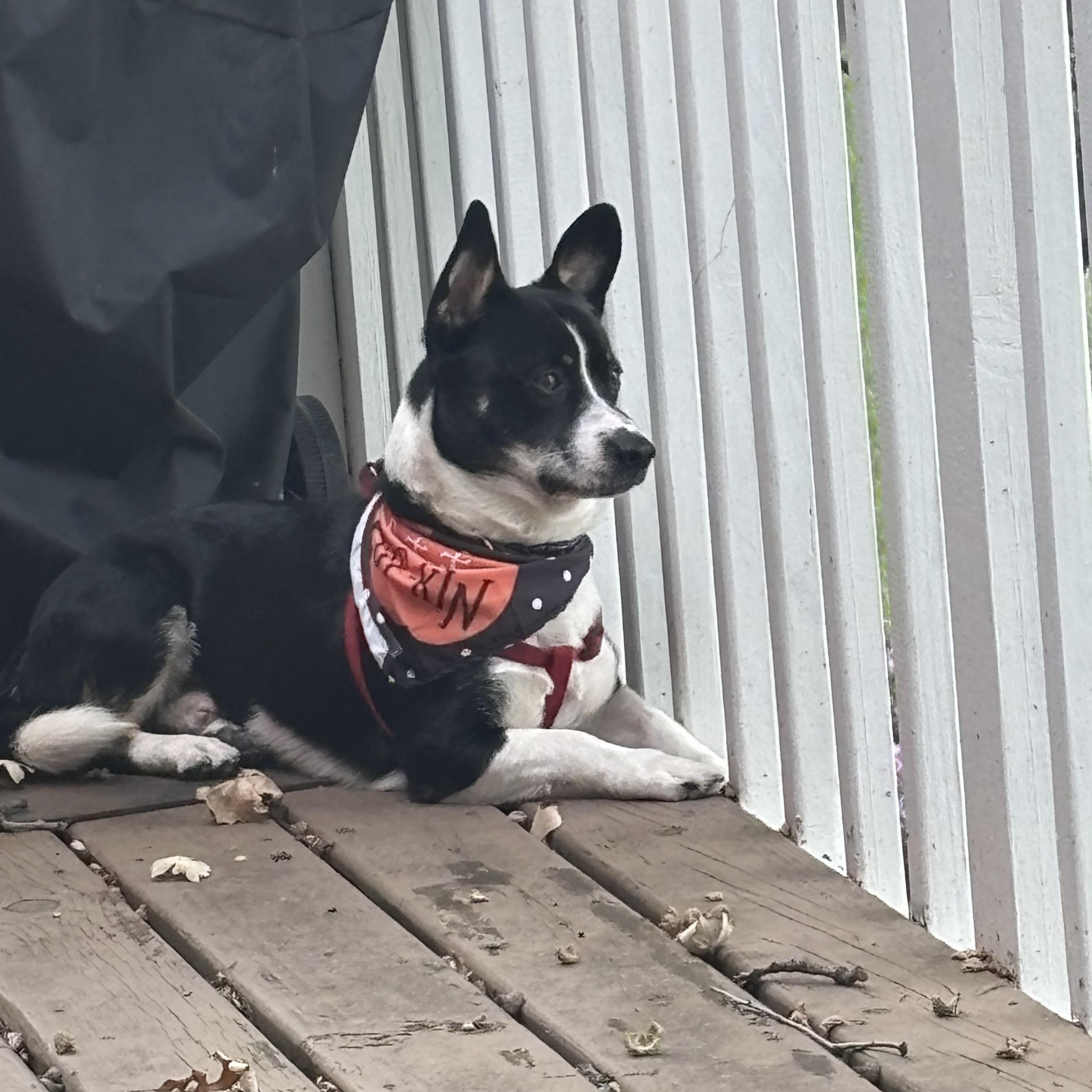 Manny, adopted, Young Male Corgi & Catahoula Leopard Dog.