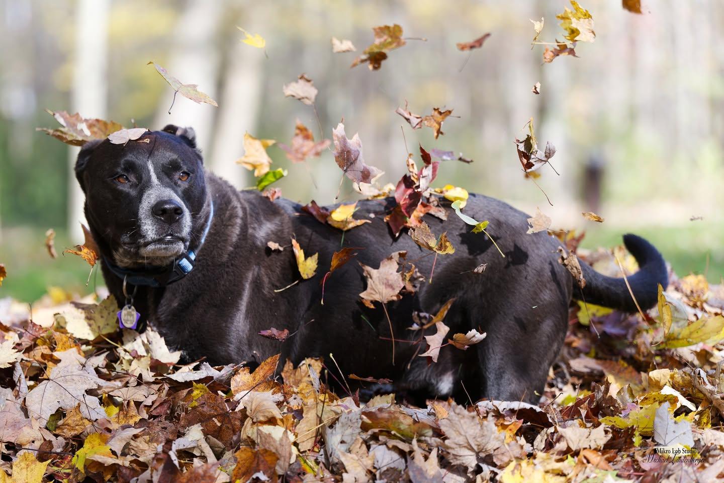 Arnie-Courtesy post-not an LELRR dog, ADOPTABLE, Adult Male Labrador Retriever.