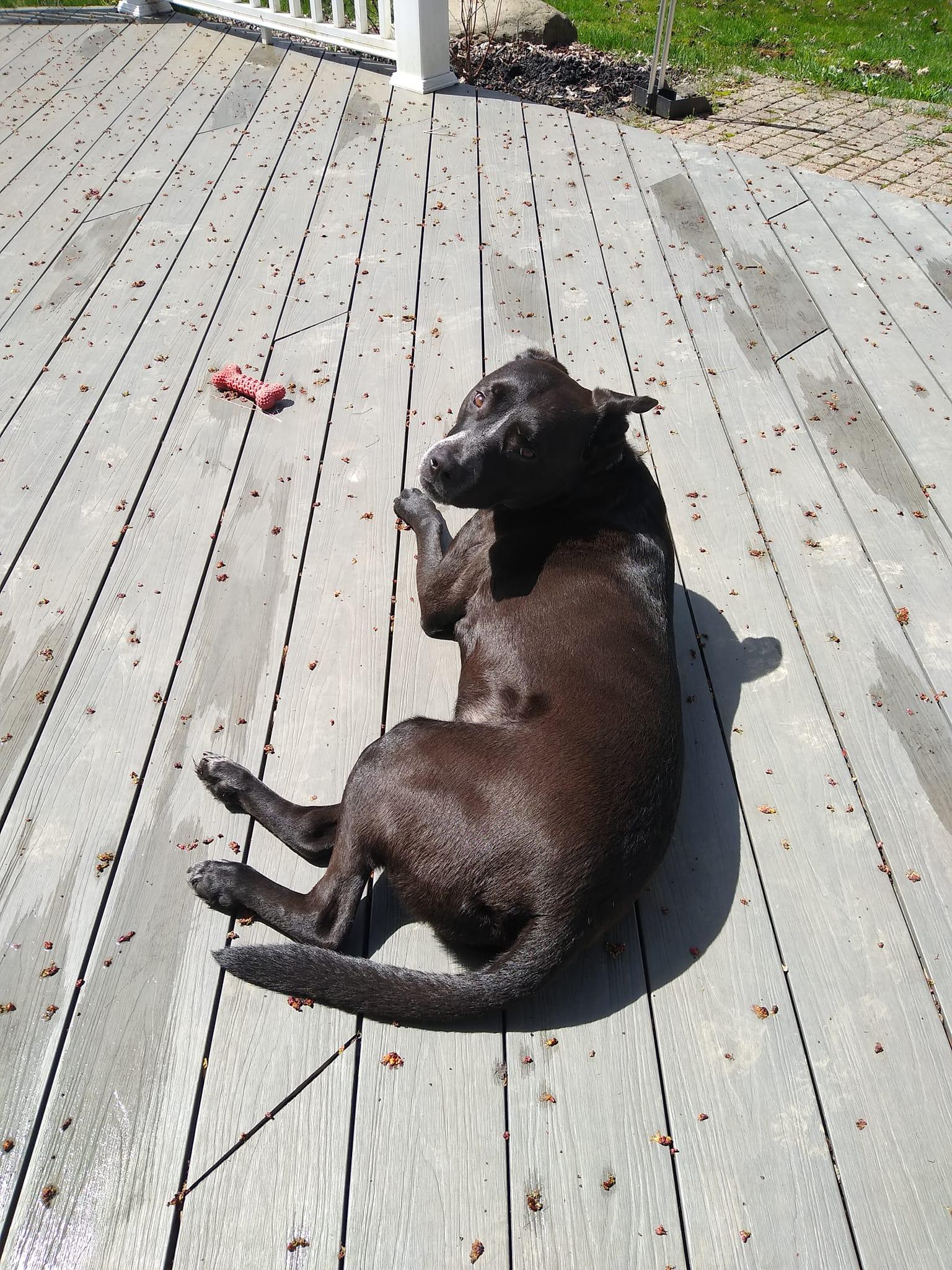 Enlarge Arnie-Courtesy post-not an LELRR dog, a ADOPTABLE mixed breed in Medina, OH image 2/2